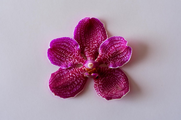 Elegante schoonheid rode orchidee op blanco papier