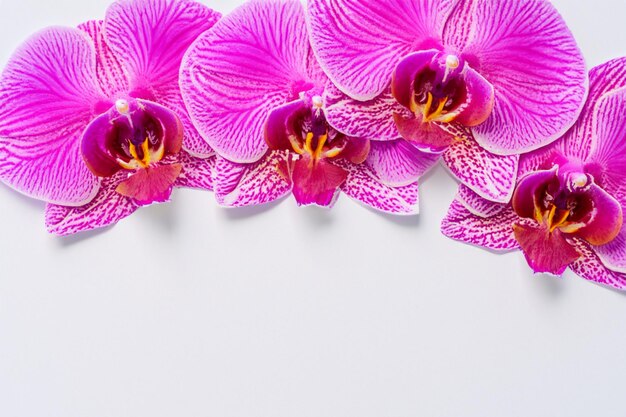 Elegante schoonheid roze orchidee op blanco papier