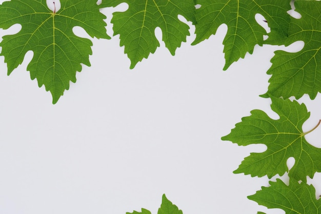 Foto elegante wijnbladeren mooi gebladerte op papier