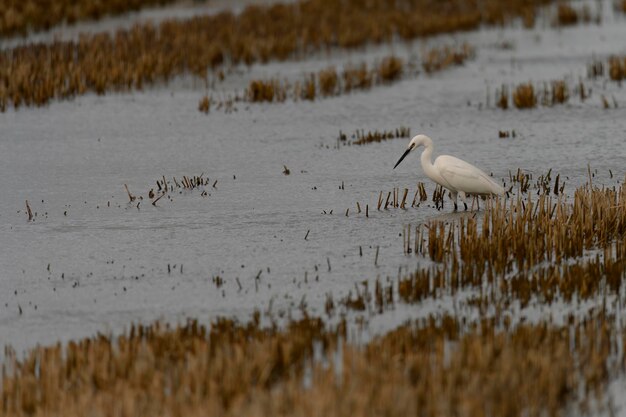 Elegante witte egret watert in ondiepe wateren