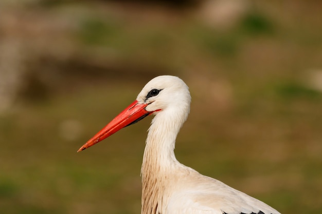 Elegante witte ooievaar