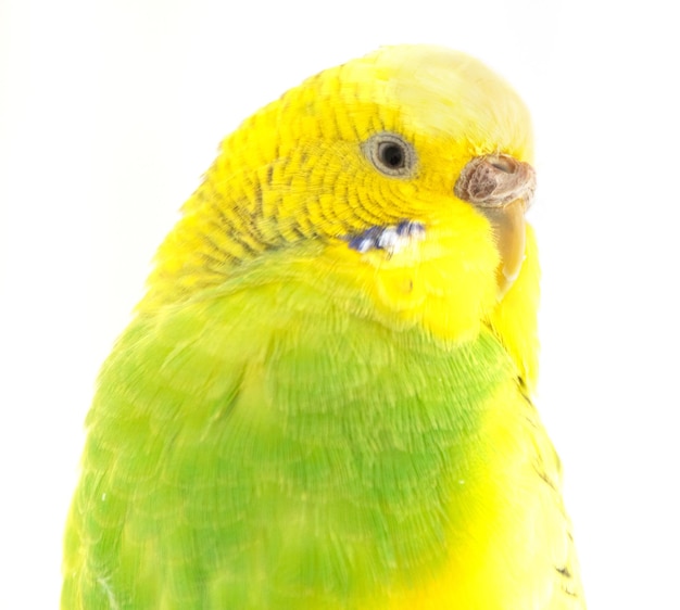 Elegantie onthuld Bewondering van de kleuren van de vrouwelijke budgerigar