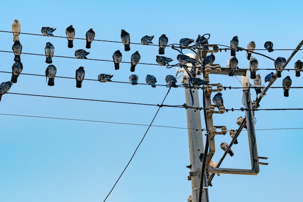 Elektriciteitspalen en hoogspanningskabels op de palen Vogels duiven zitten op elektrische draden Vogels zitten in een rij op elektrische kabel Blauwe hemelachtergrond