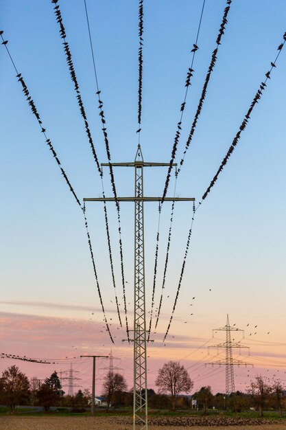 Elektriciteitspylon met vogels erop op het veld tegen de hemel bij zonsondergang