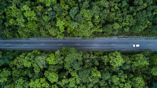 Elektrisch voertuig auto gaat door bos EV elektrische energie voor het milieu Natuurkrachttechnologie duurzame ontwikkelingsdoelen groene energie Ecosysteem ecologie gezonde omgeving road trip