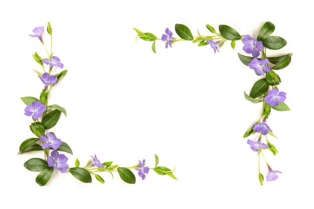 Elements for decoration of flowers and leaves of periwinkle. White isolated background. Place for your inscription.
