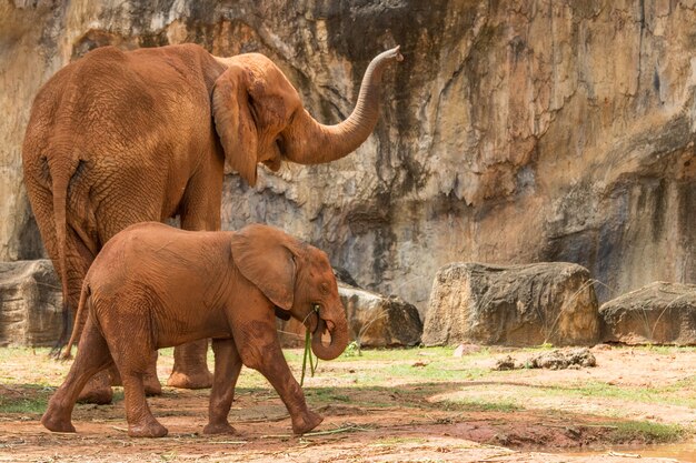 Foto animale dell'africa dell'elefante in natura.