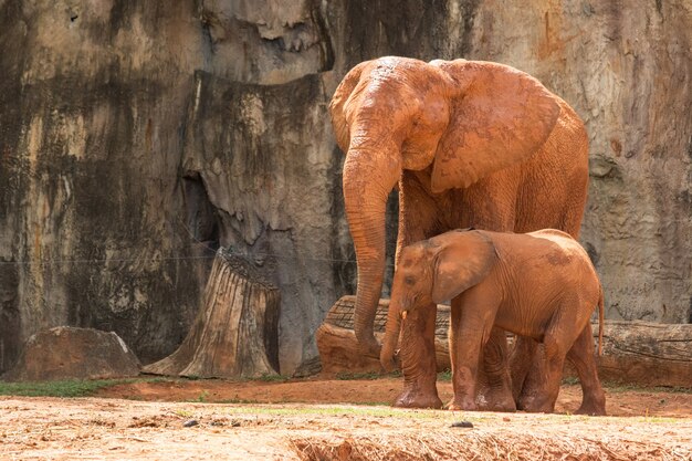 Animale dell'africa dell'elefante in natura.