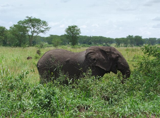 Слон в Африке