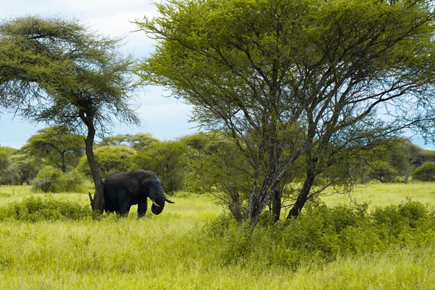 Elephant in Africa