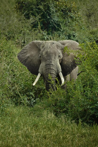 Foto elefante tra gli alberi