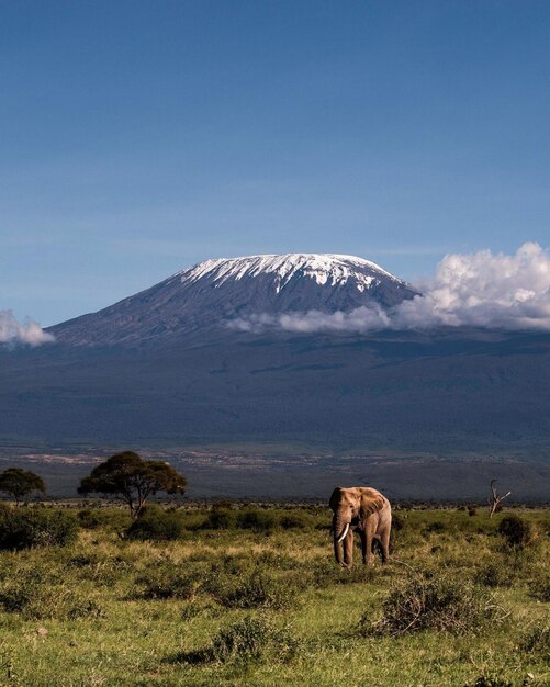 elephant animal nature mammal jungle