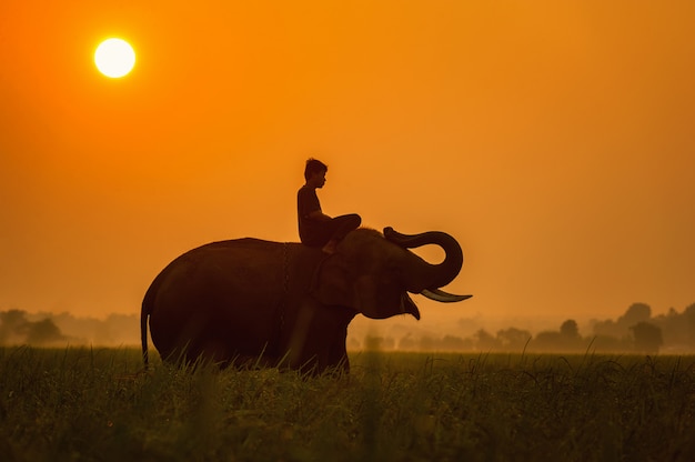 코끼리는 일출, 수린, 태국 불도저와 mahout 필드에 행복하다