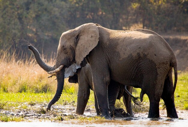 Elefante e bambino sono in piedi nell'acqua