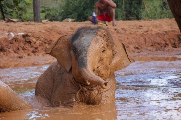 写真 泥で遊ぶゾウの風呂