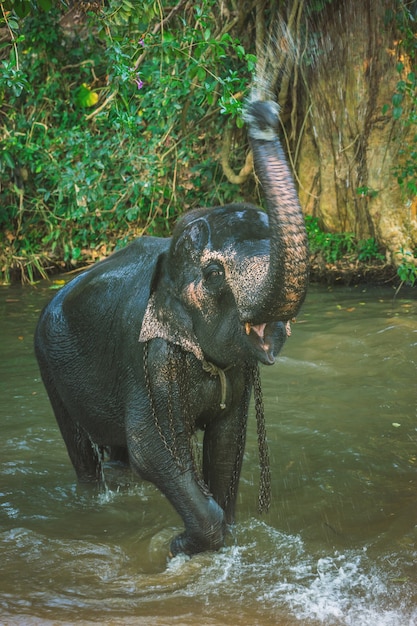 Elephant bathing with the help of his trunk in the river of Sri Lanka