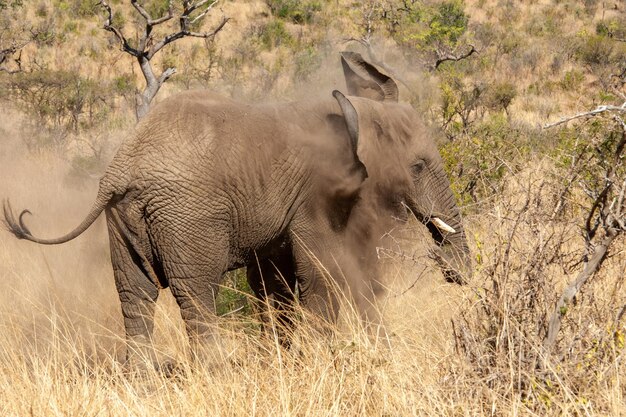 Elephant blowing sand on itself with its trunk