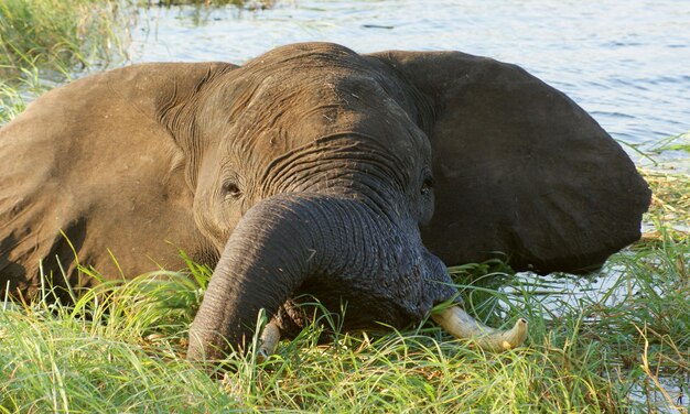 elephant in Botswana