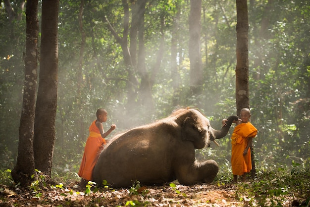 Photo elephant and buddist monchs in thailand