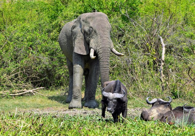 Elephant and buffalos