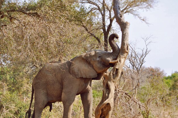 Foto elefante per albero