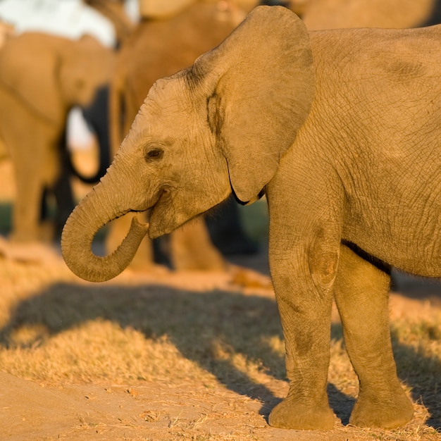 Elephant calf and his mother