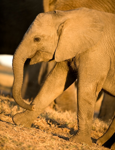 Elephant calf and his mother