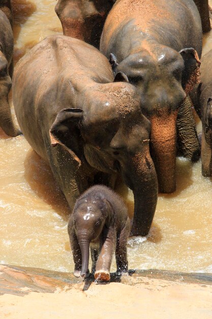 Photo an elephant calf is exiting the river