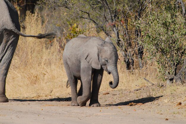 Photo elephant calf walking on field