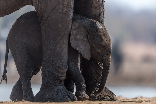 Foto vitello di elefante con madre
