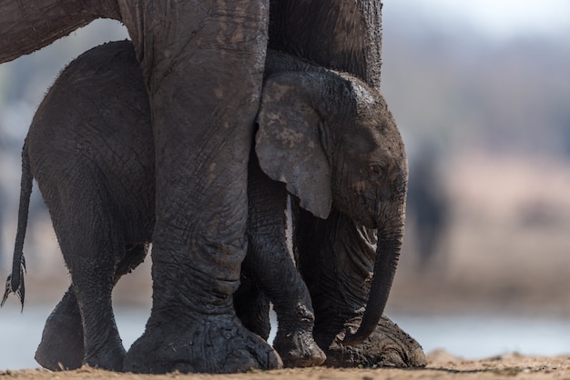 Elephant calf with mother