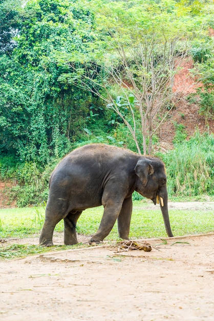 タイ、チェンマイのゾウ