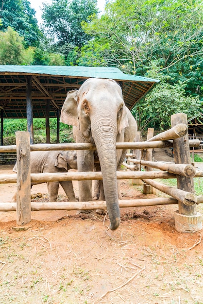 elephant at Chiang Mai, Thailand