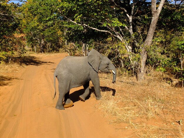 チョベ国立公園、ボツワナ、アフリカの象