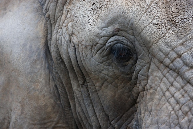 Elephant close up