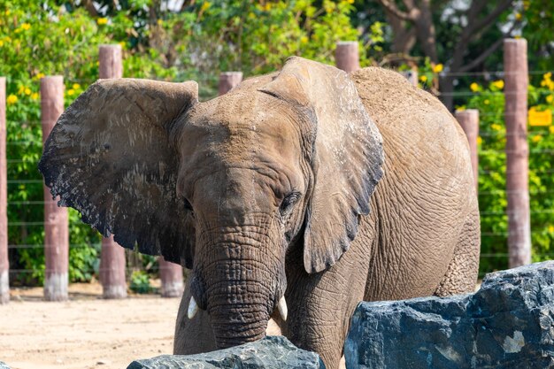 Foto elefante in primo piano in un ambiente naturale