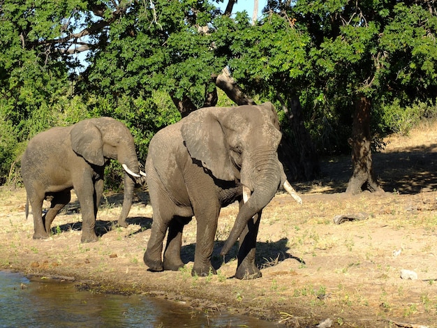 The elephant on the coast of Zambezi river Botswana Africa