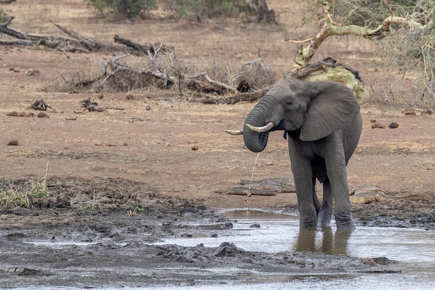 南アフリカのクルーガーパークのプールで飲むゾウ