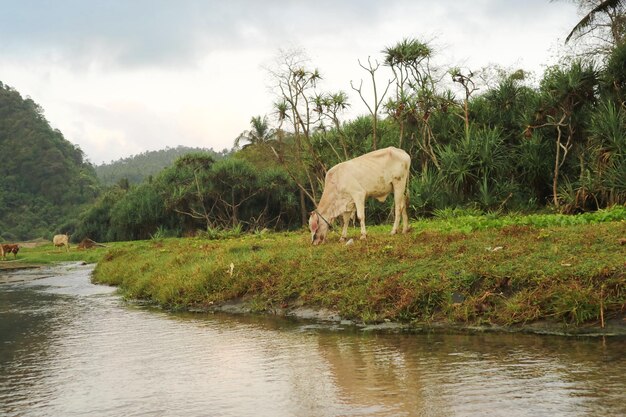Слон пьет воду в лесу