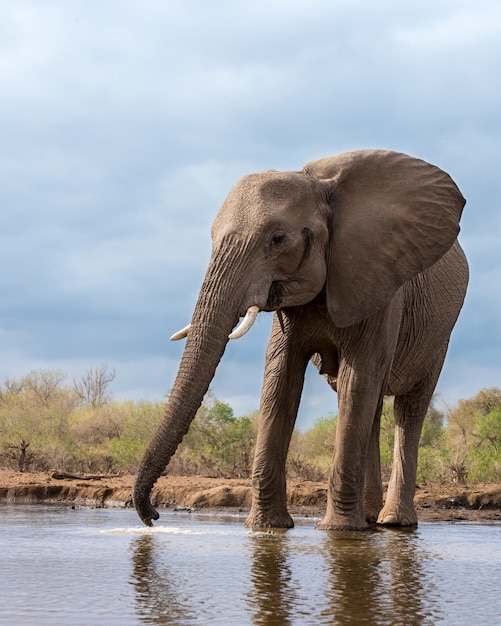 Elephant drinking water from a lake