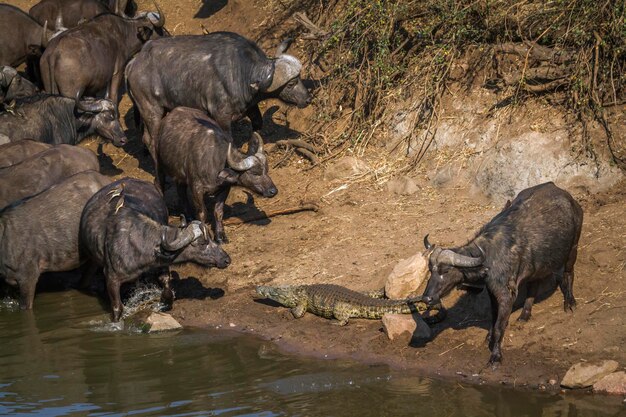 写真 湖で水を飲んでいるゾウ