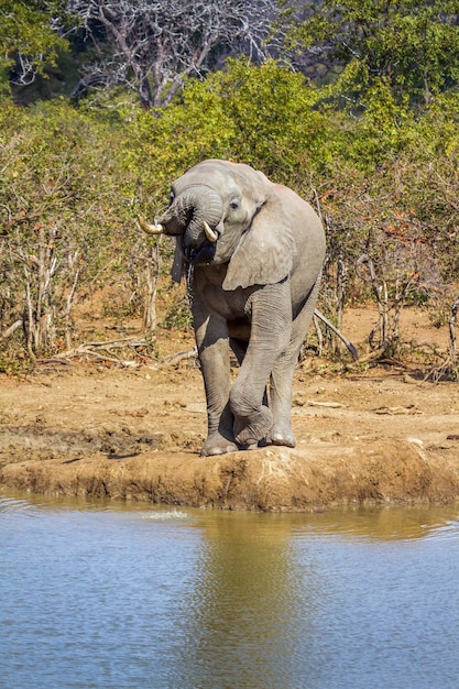 Elephant drinking water in lake