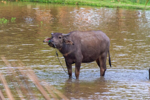 Foto elefante che beve acqua nel lago