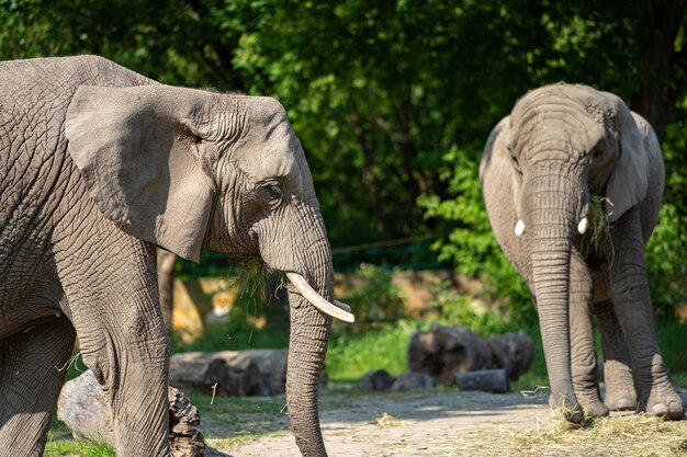 Photo elephant drinking water