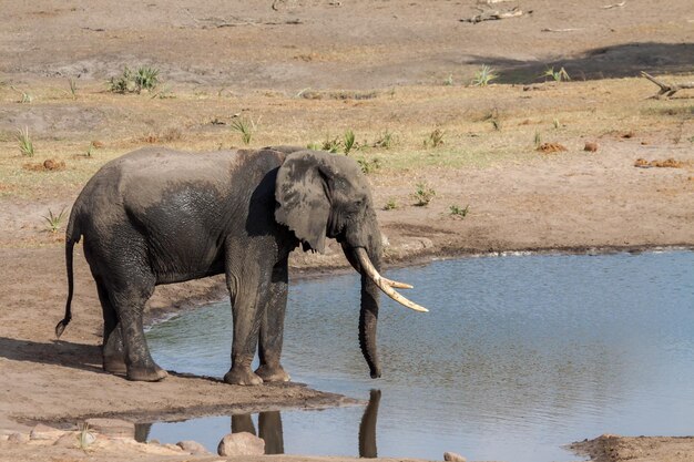 Elephant drinking water