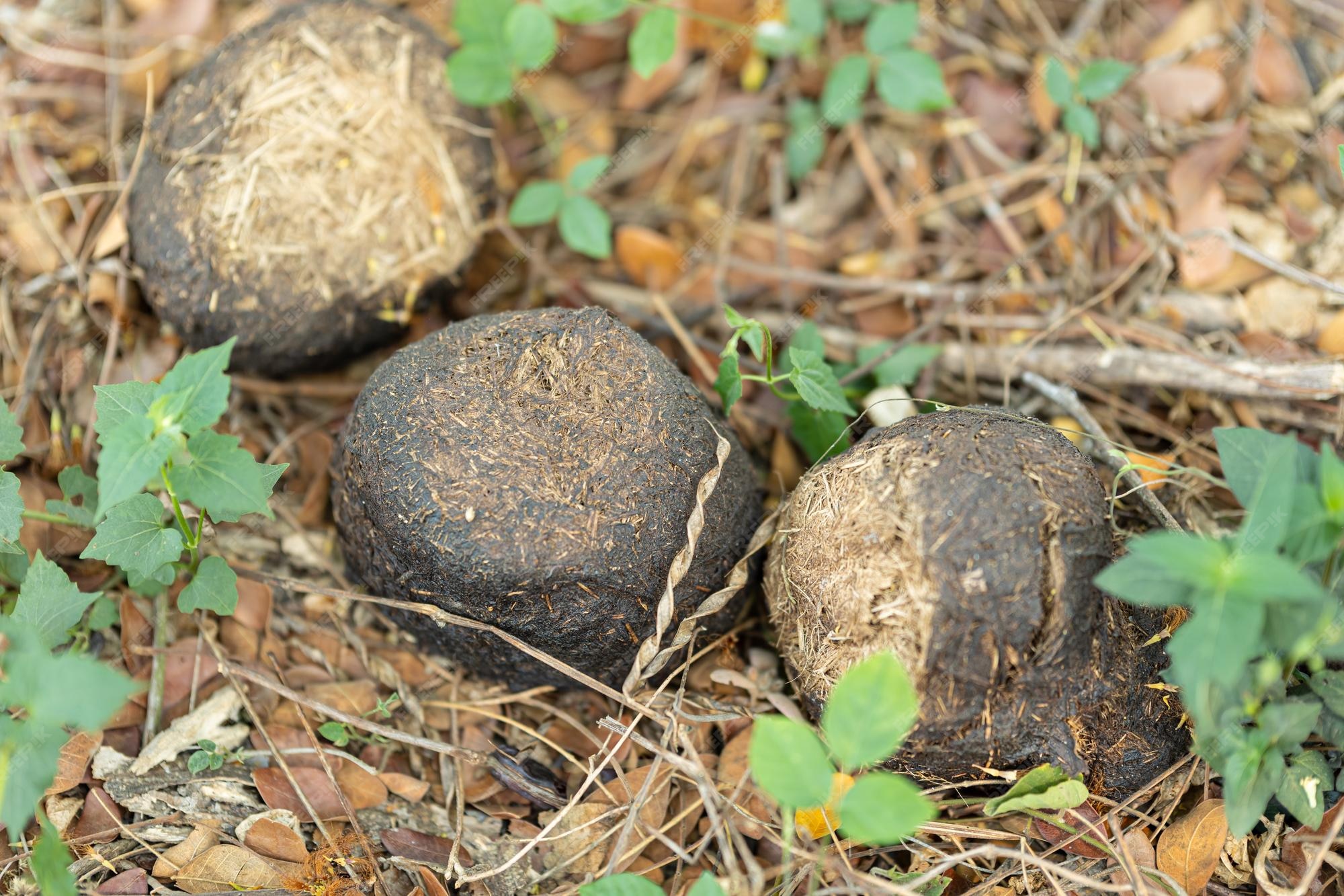 Premium Photo Elephant dung or elephant poop mammals wildlife defecate source of natural fiber