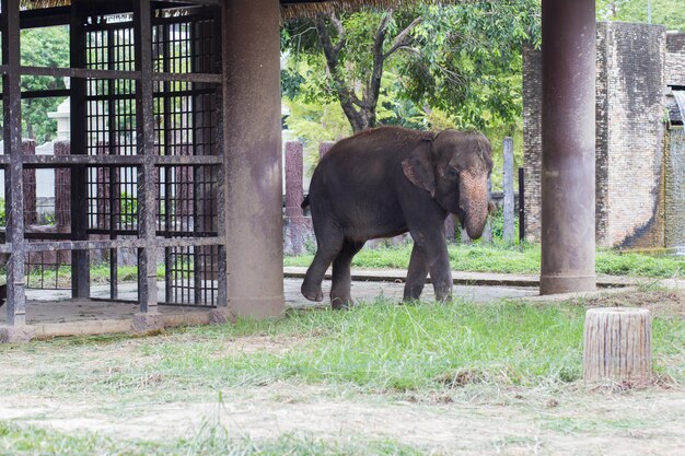 Elephant in dusit zoo, Thailand.