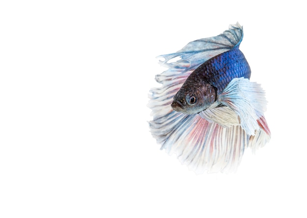 象耳ベタの魚 青と白のハーフムーンベタsplendensまたは白で隔離されるシャムの戦いの魚 プレミアム写真