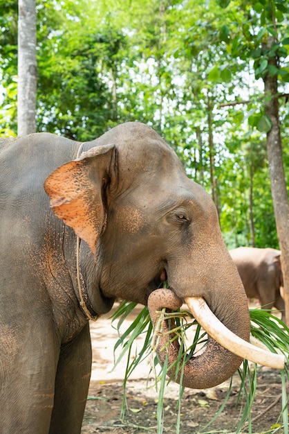 象は動物園で草を食べる