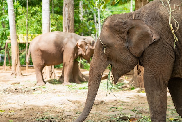 Elephant eat grass at the zoo